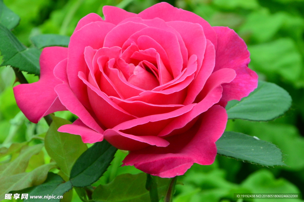 月季花