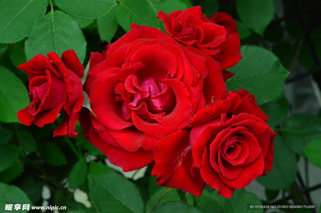 月季花