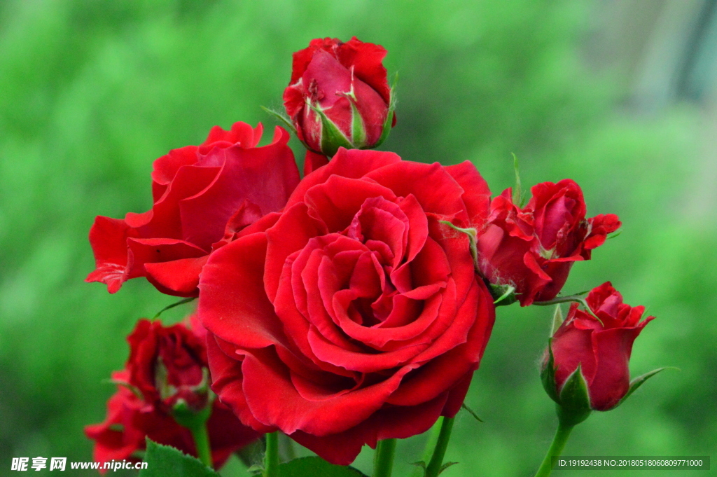 月季花