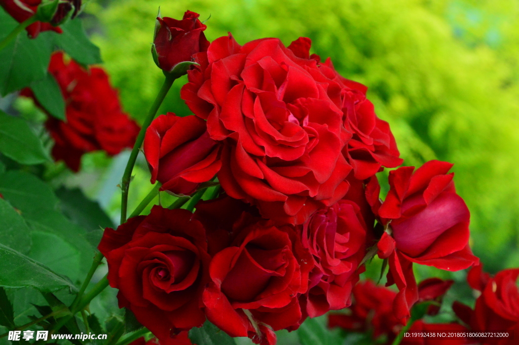 月季花