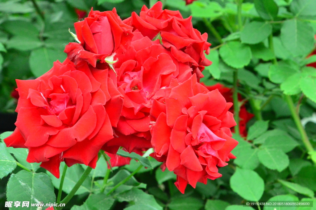 月季花