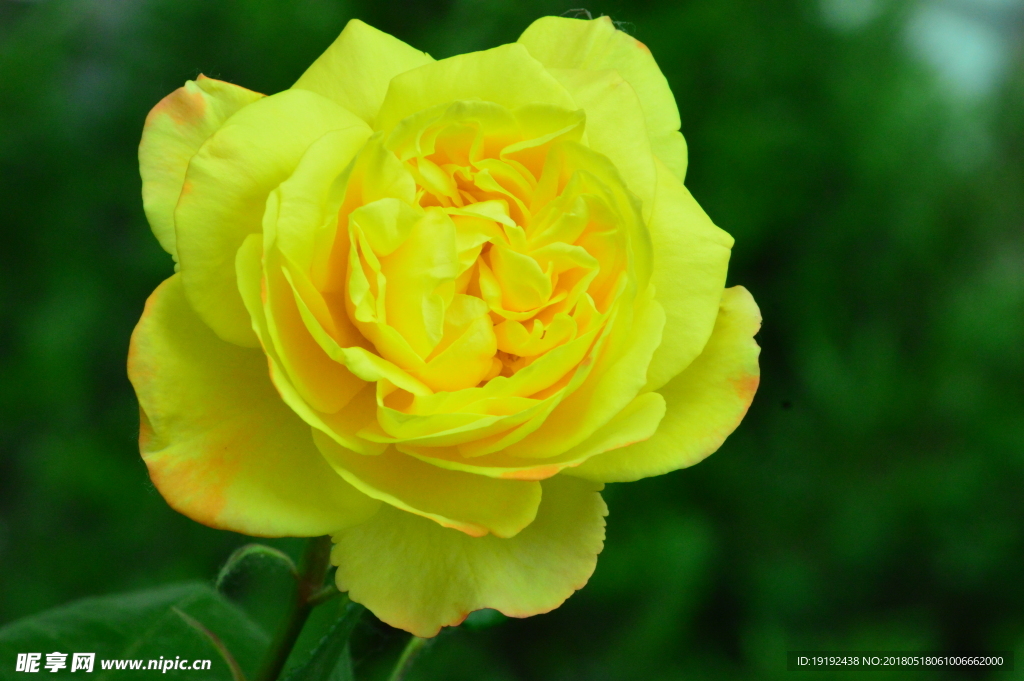 月季花