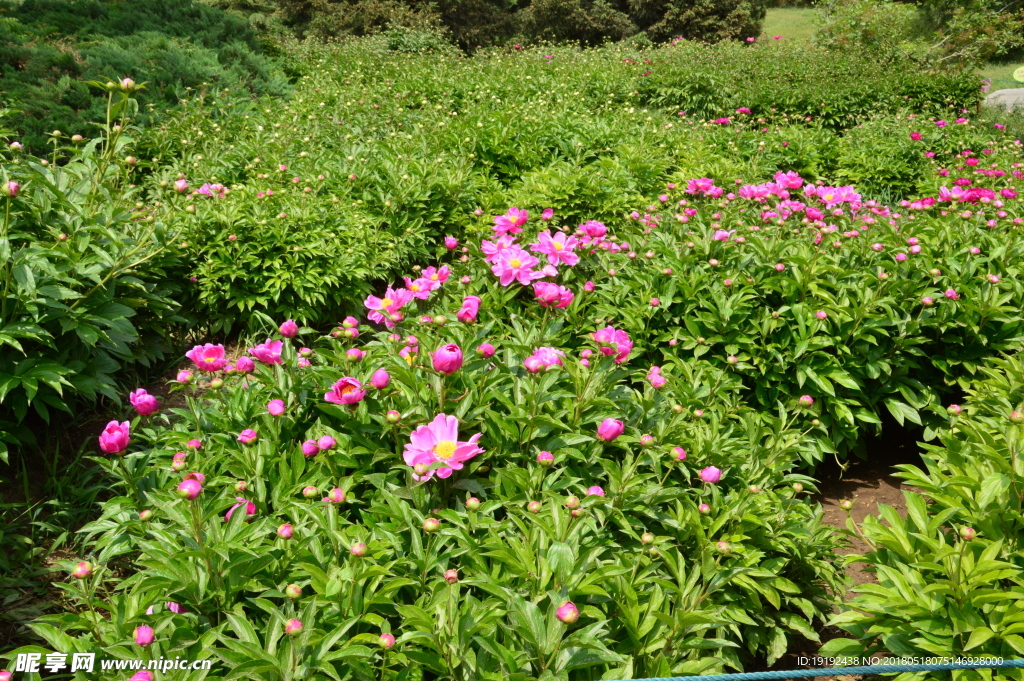 芍药园美景