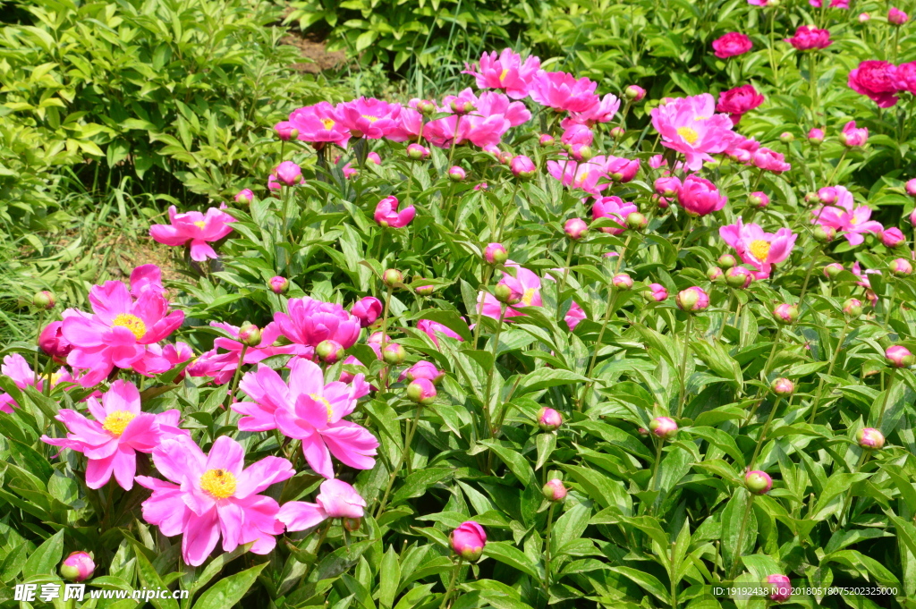 芍药园美景