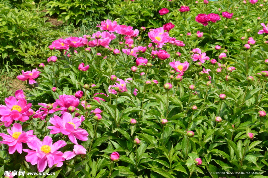 芍药花