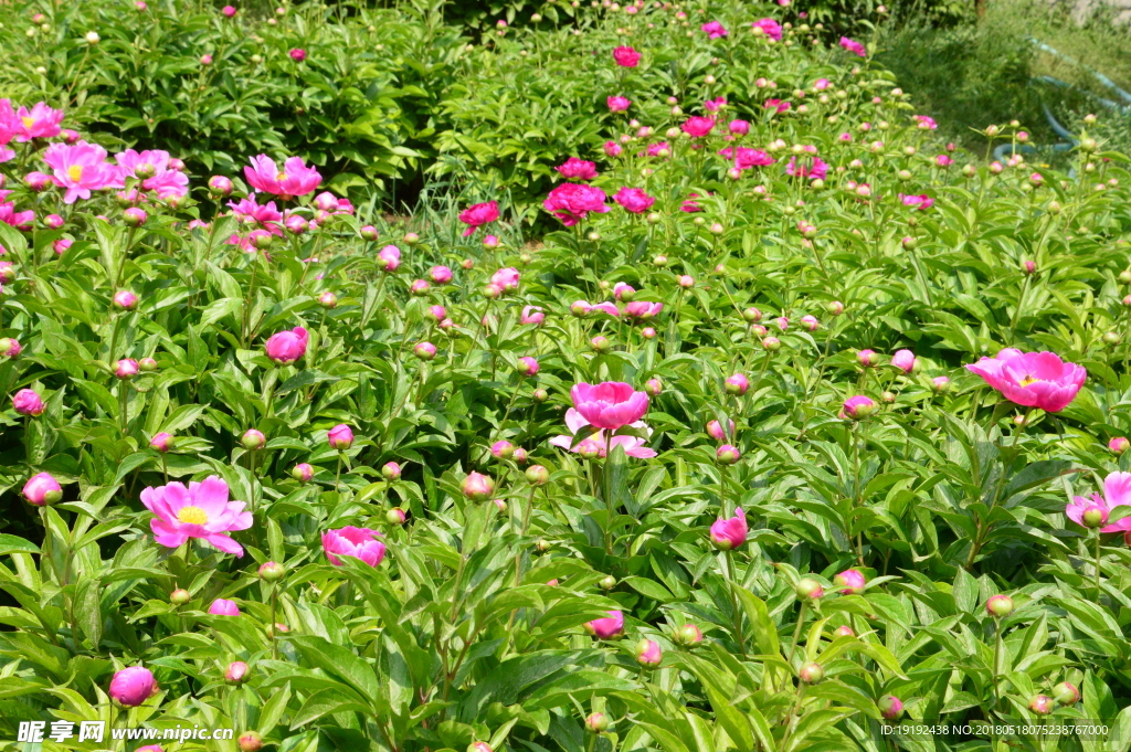 芍药园美景