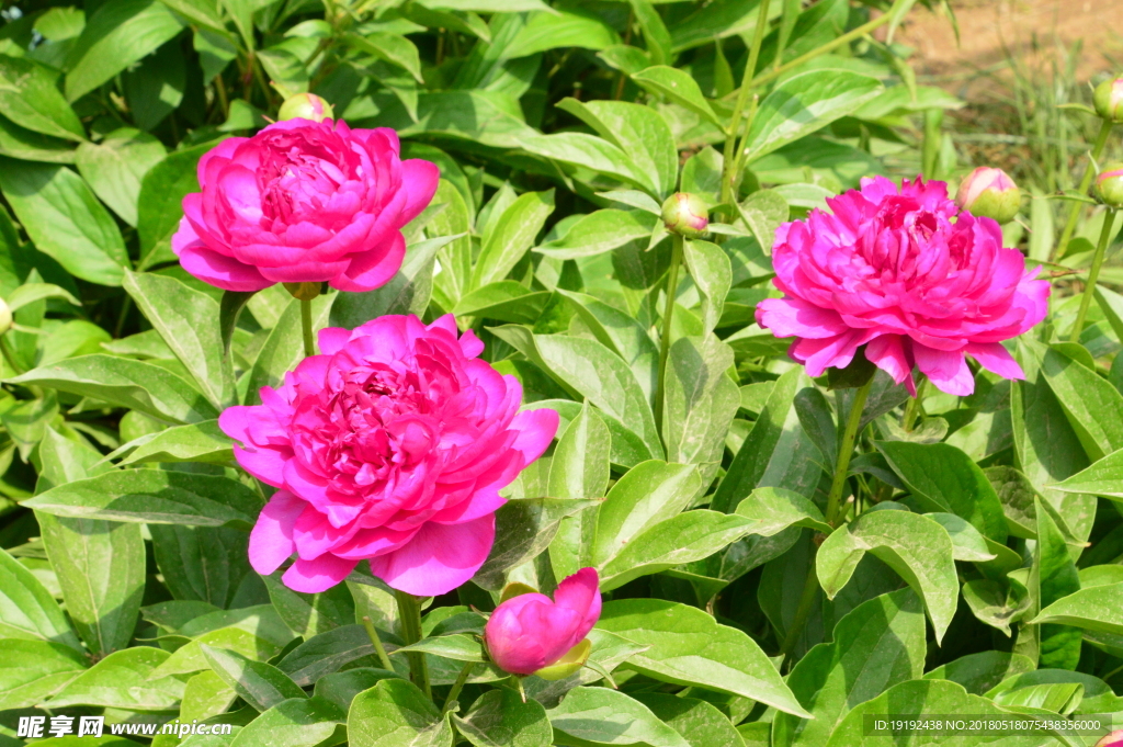 芍药花