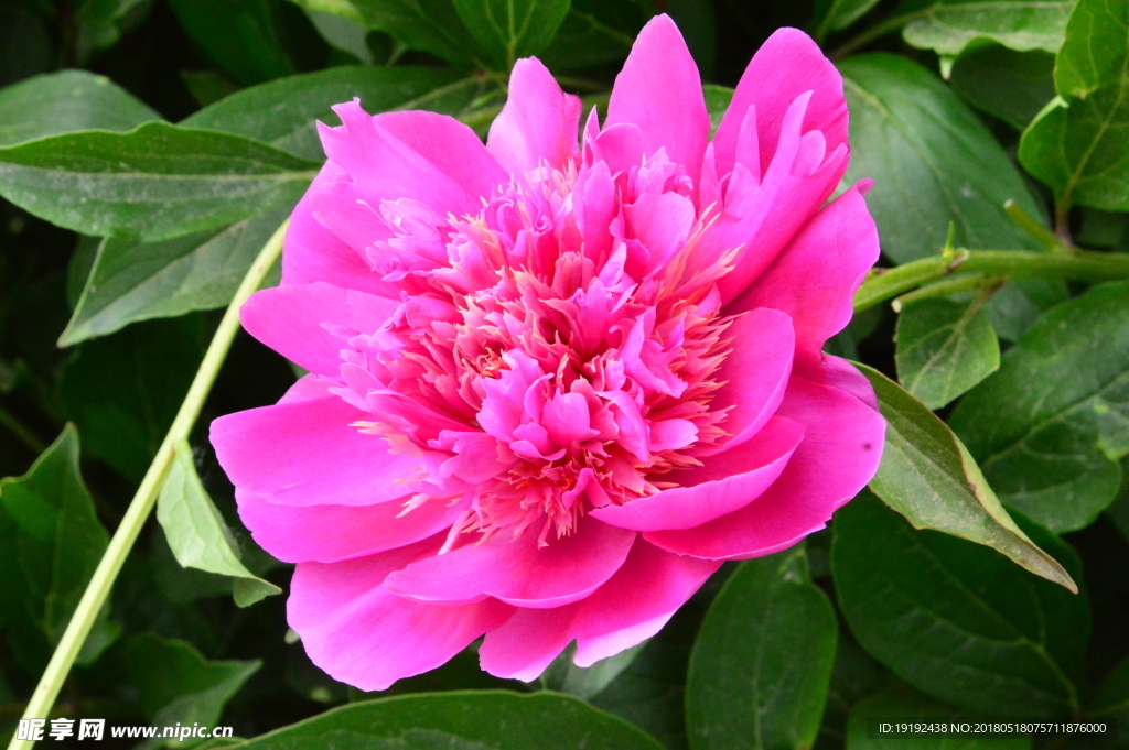 芍药花