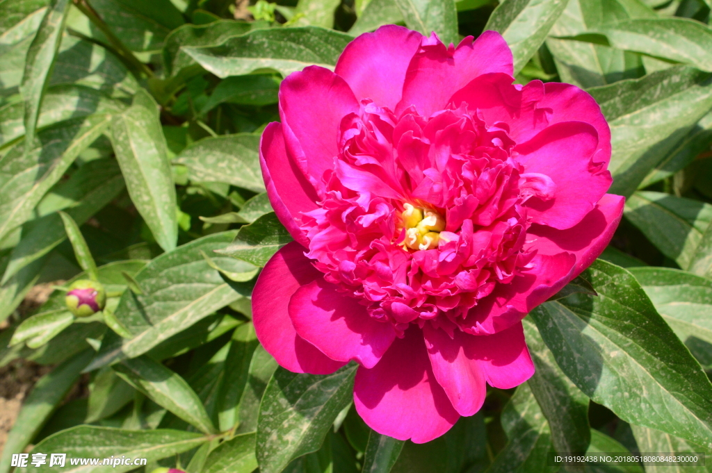 芍药花