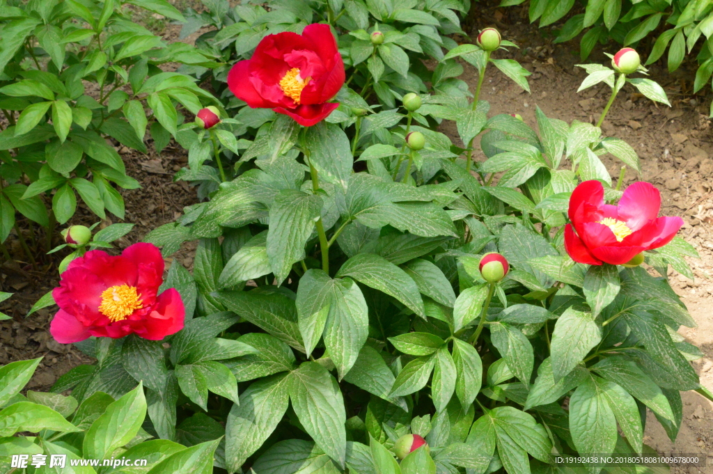 芍药花