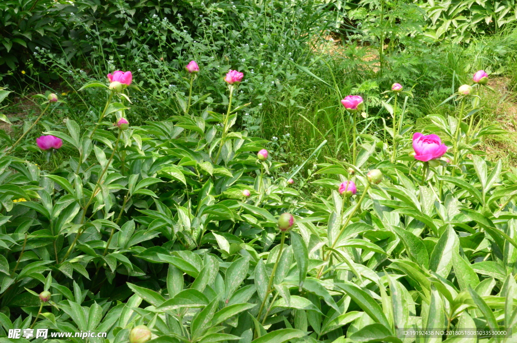 植物园芍药园