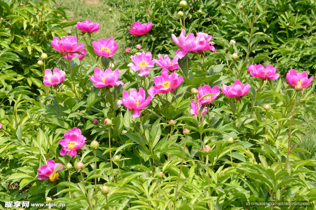 芍药花