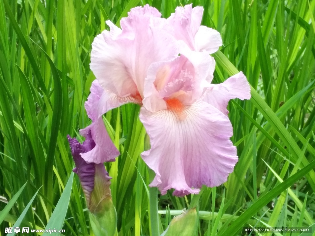 鸢尾花