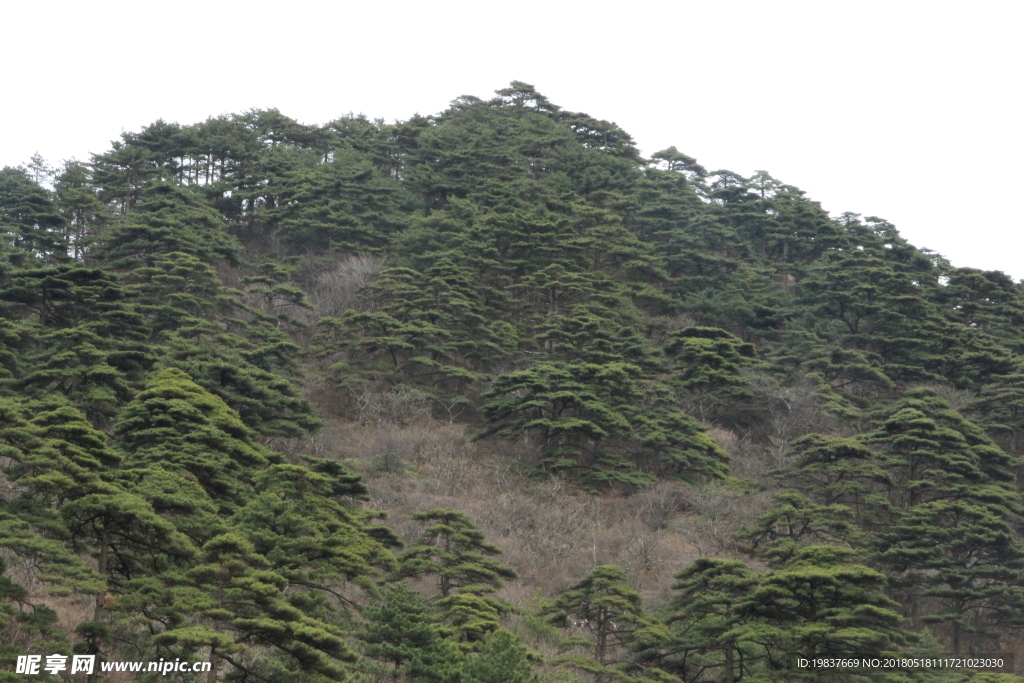 黄山奇松