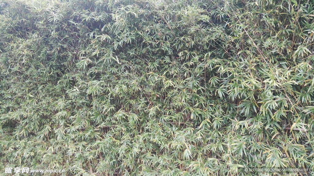 翠竹背景