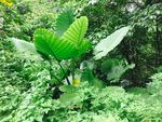 植物