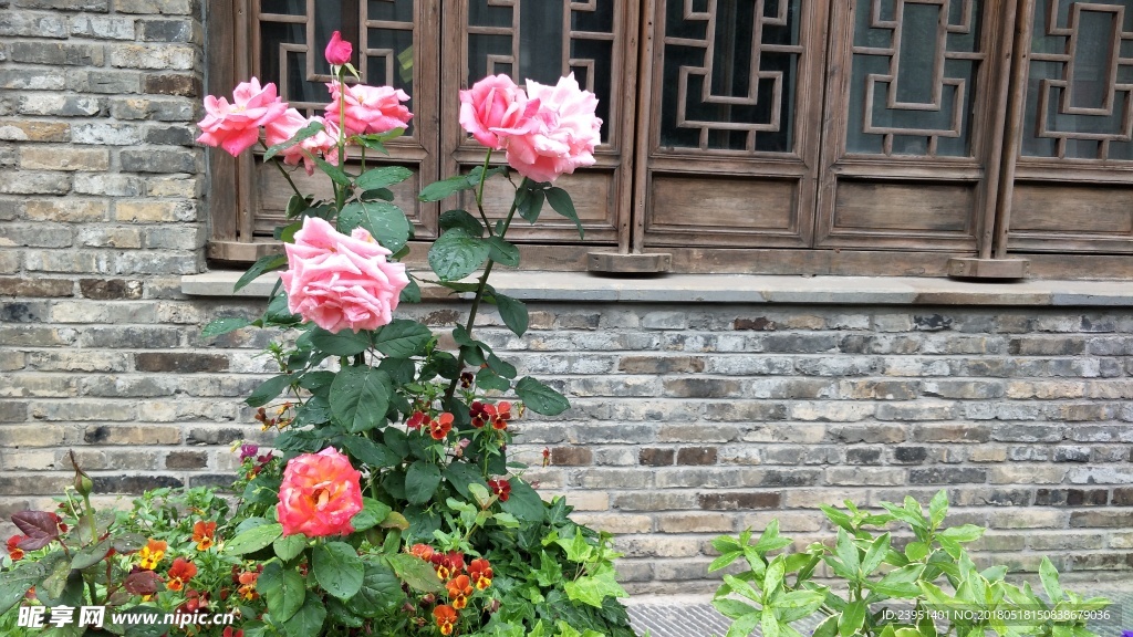 月季花