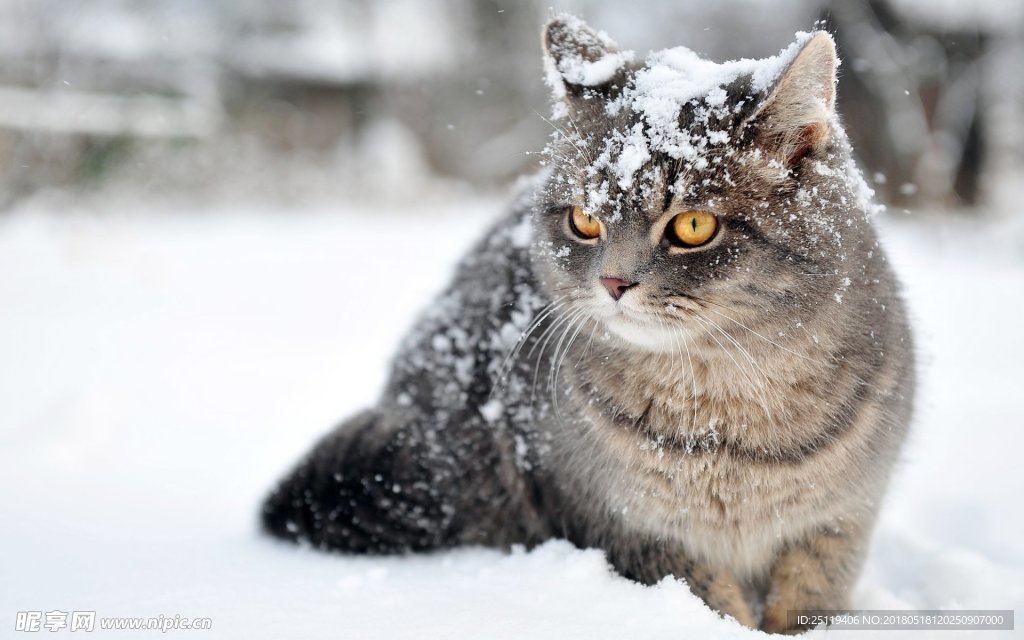 猫