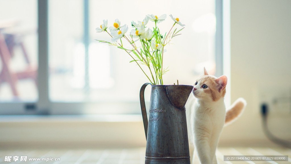 猫