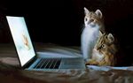 猫