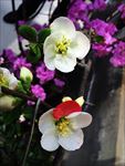 多色海堂花