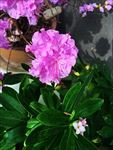 杜鹃花