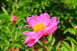 芍药花