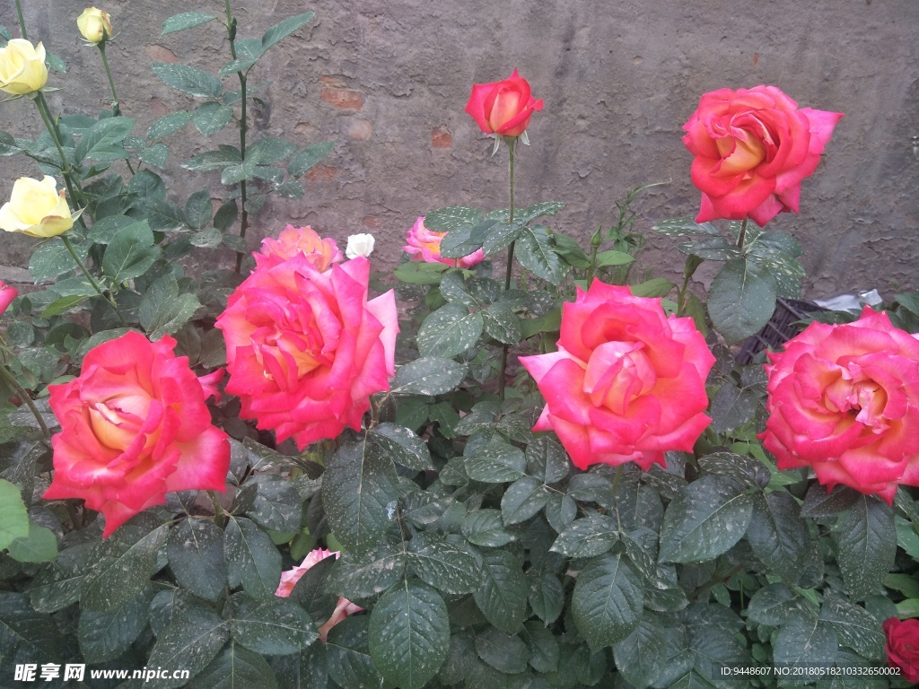 月季花