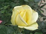 月季花