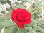 月季花