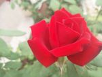 月季花