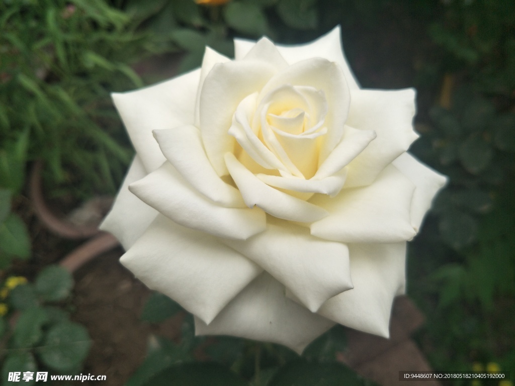 月季花