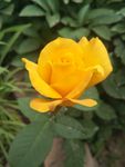 月季花