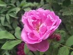玫瑰花