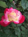 月季花