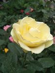 月季花