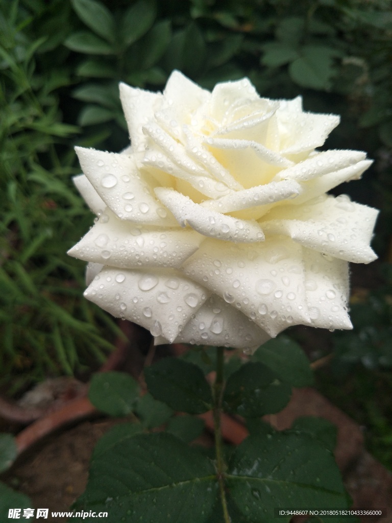 月季花