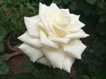 月季花