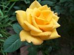 月季花