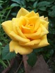 月季花