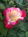月季花