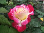 月季花