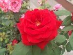 月季花