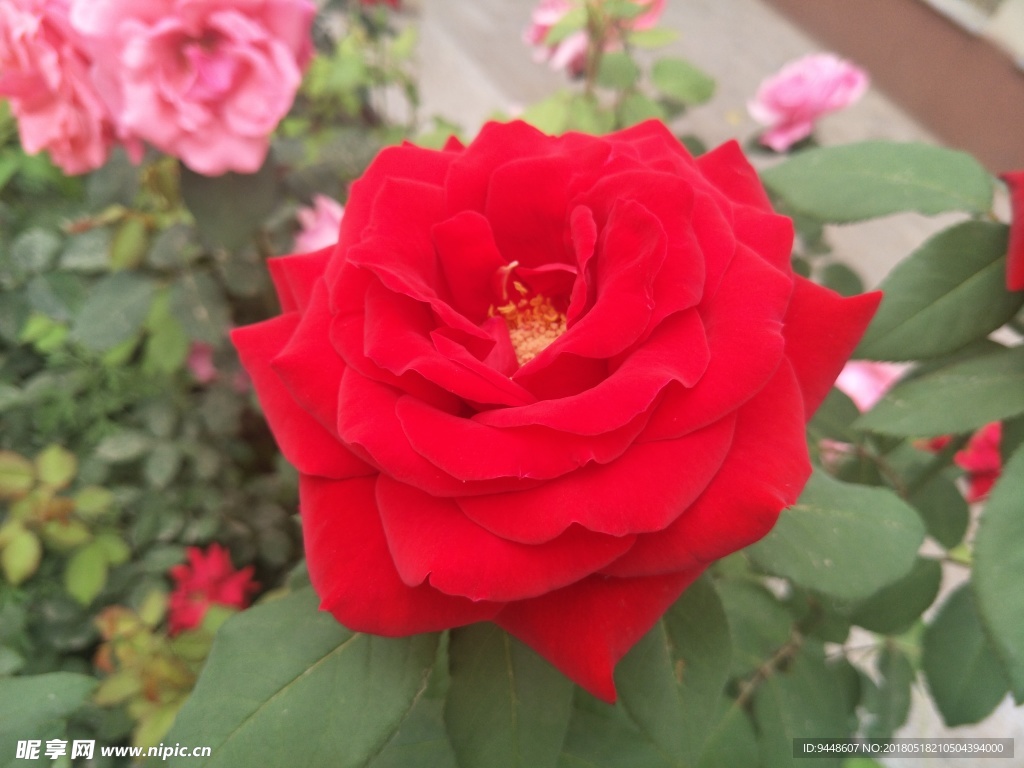 月季花