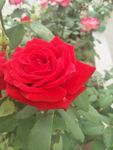 月季花