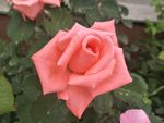 月季花