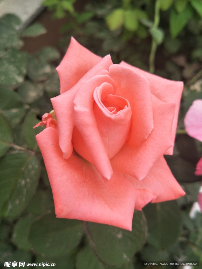 月季花