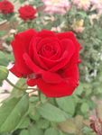 月季花
