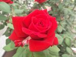 月季花