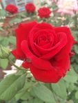 月季花